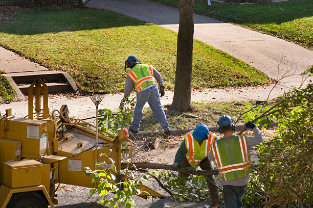 Best Leaf Removal  in Aurora, NE